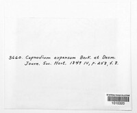 Capnodium expansum image